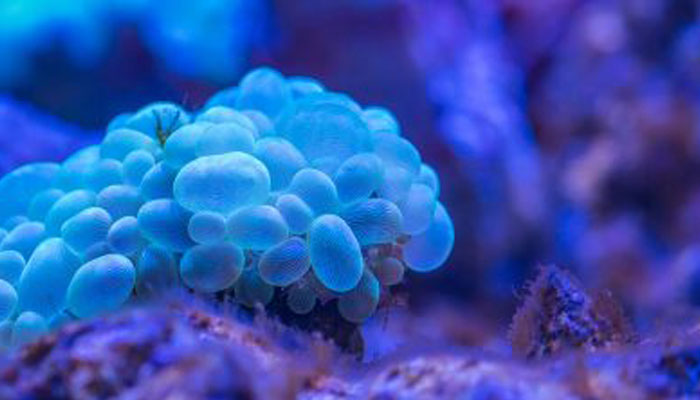 Photo of underwater species